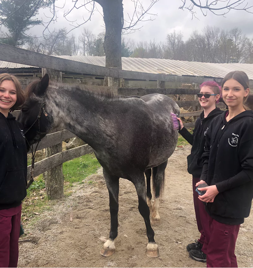 Veterinary Science: Care, handling and grooming a horse